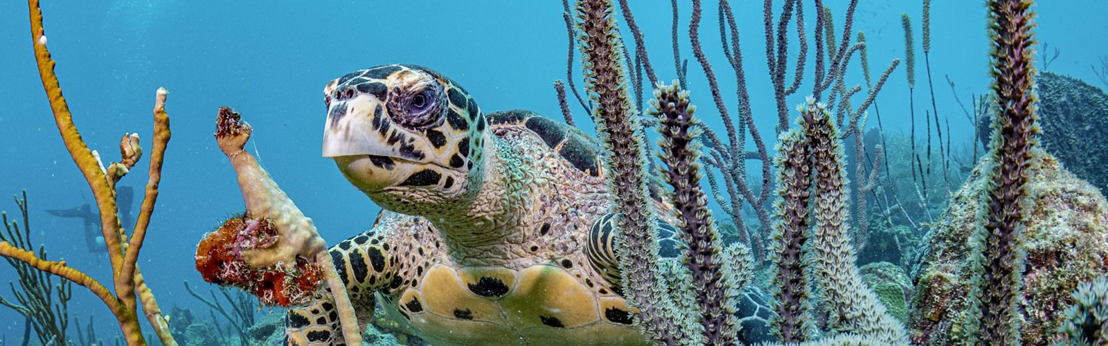 sea turtle underwater among coral.