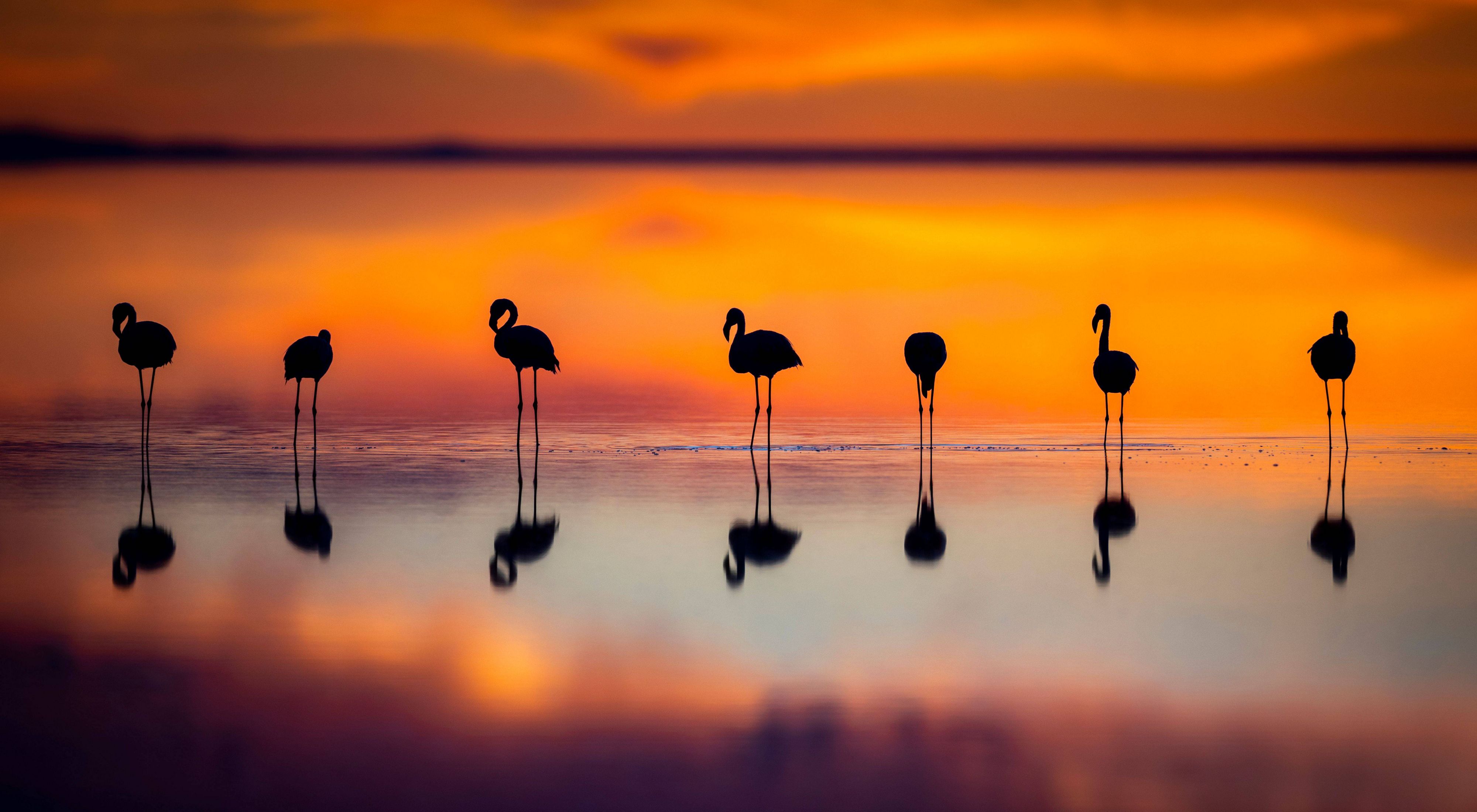 silhouetted flamingos against a sunset background.