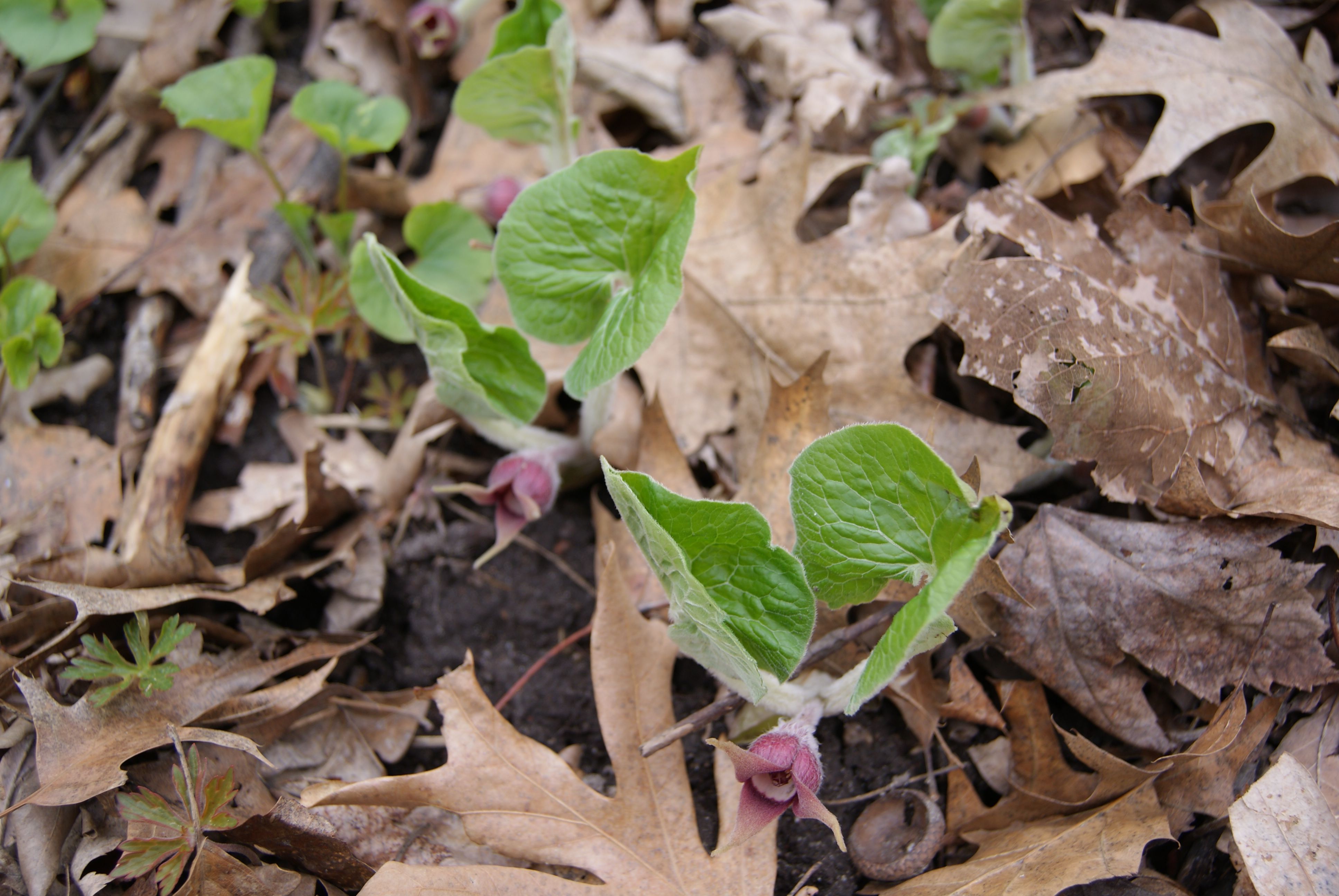 Wild ginger