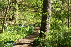 garden path