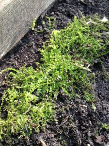moss