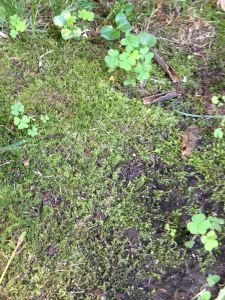 moss 2