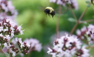 Bee in flight