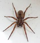 spider