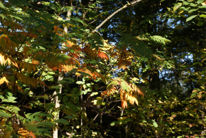 Fall 2013