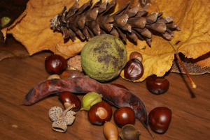 seeds