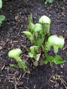 Jack in the Pulpit