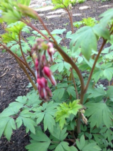Bleeding Heart blowing in the wind